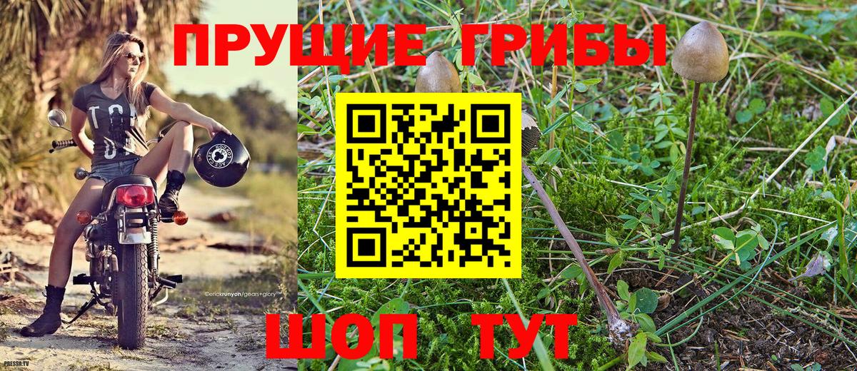 купить закладку  Псилоцибиновые грибы Cubensis  Вход с VPN  Буйнакск  Галлюциногенные грибы GOLDEN TEACHER 